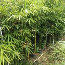 竹林清风，沁人心脾。绿水青山等于金山银山