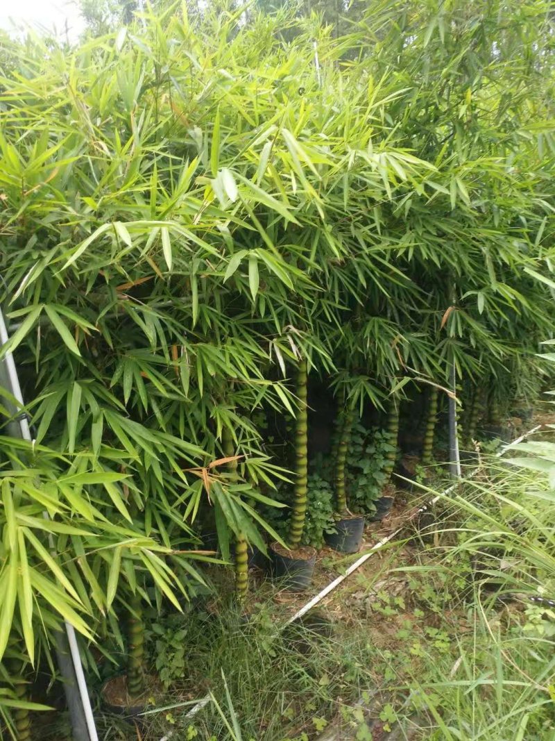 竹林清风，沁人心脾。绿水青山等于金山银山
