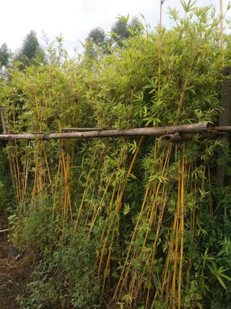 竹林清风，沁人心脾。绿水青山等于金山银山