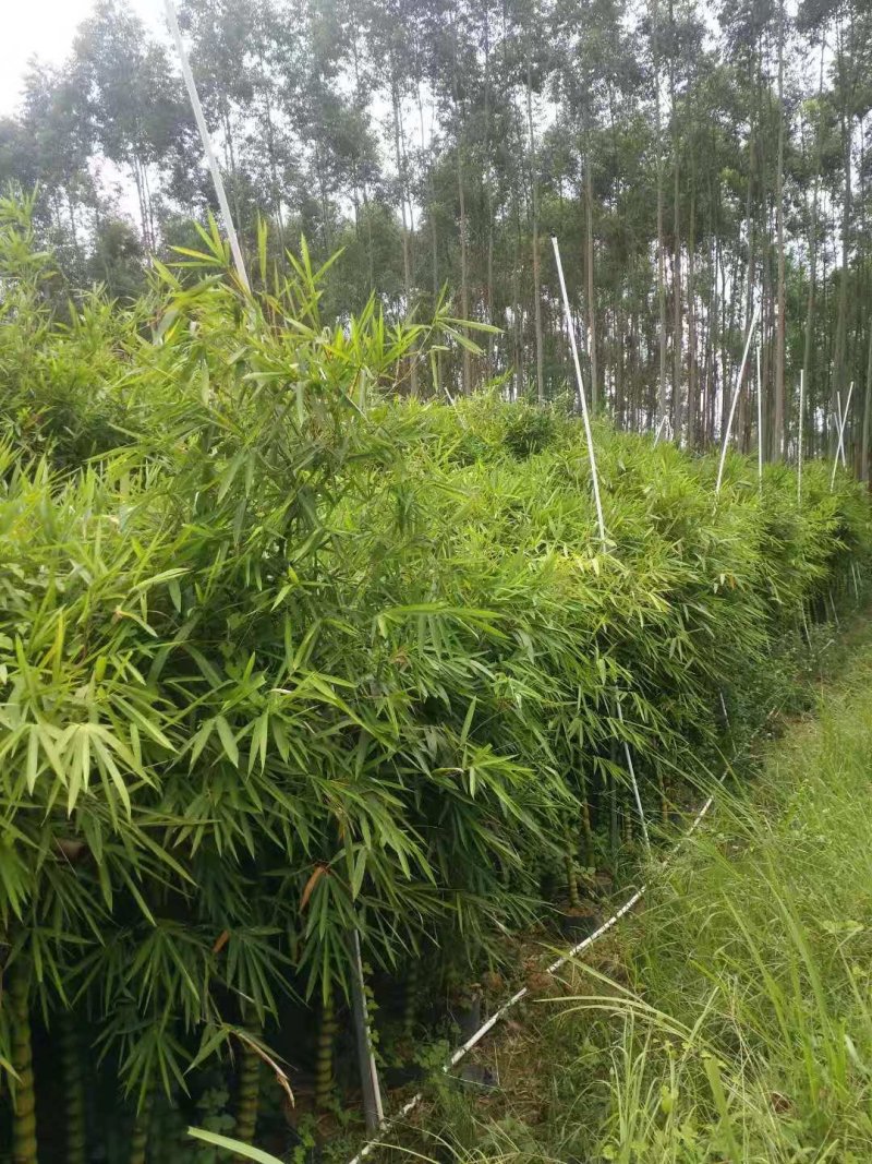 竹林清风，沁人心脾。绿水青山等于金山银山