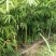 竹林清风，沁人心脾。绿水青山等于金山银山
