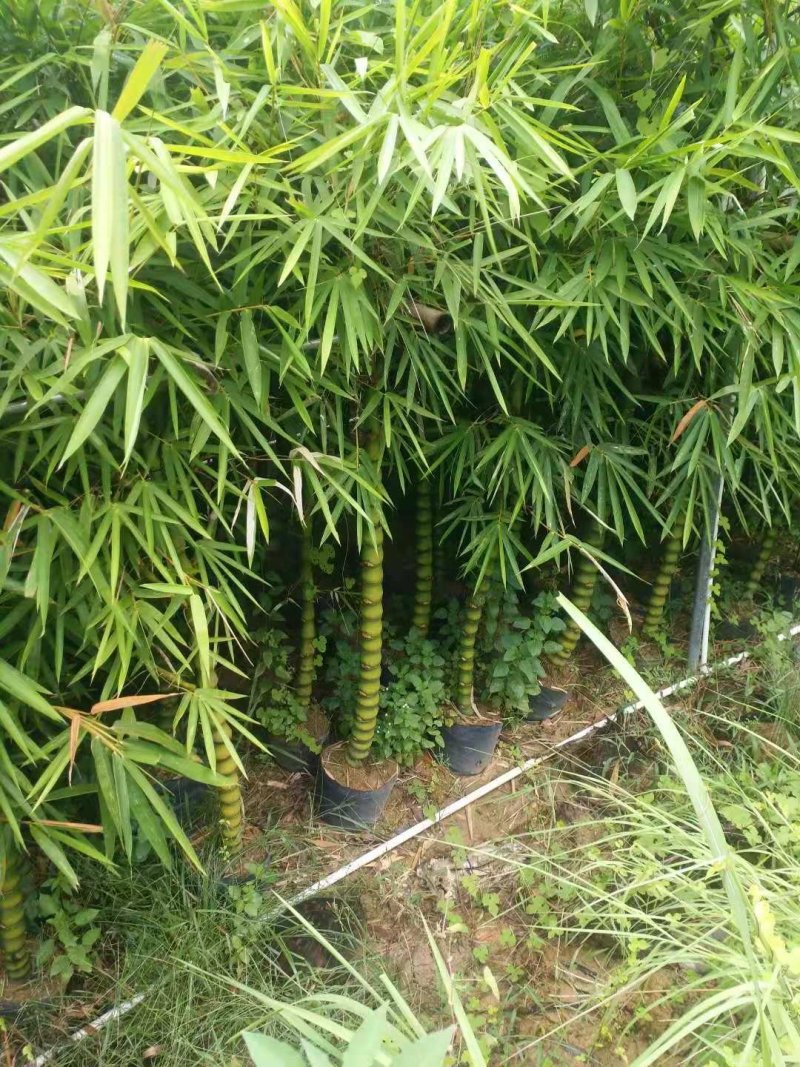 竹林清风，沁人心脾。绿水青山等于金山银山