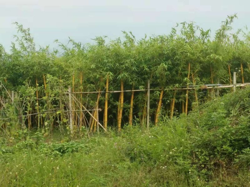 竹林清风，沁人心脾。绿水青山等于金山银山