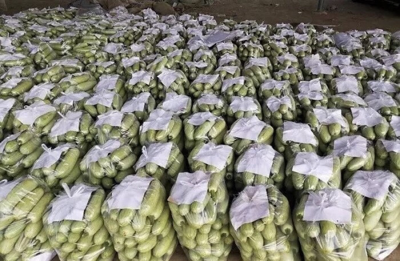 大量供应河北昌黎精品西葫芦产地直销欢迎选购