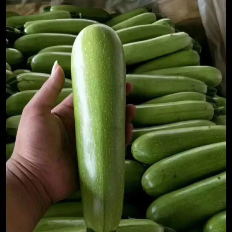 大量供应河北昌黎精品西葫芦产地直销欢迎选购