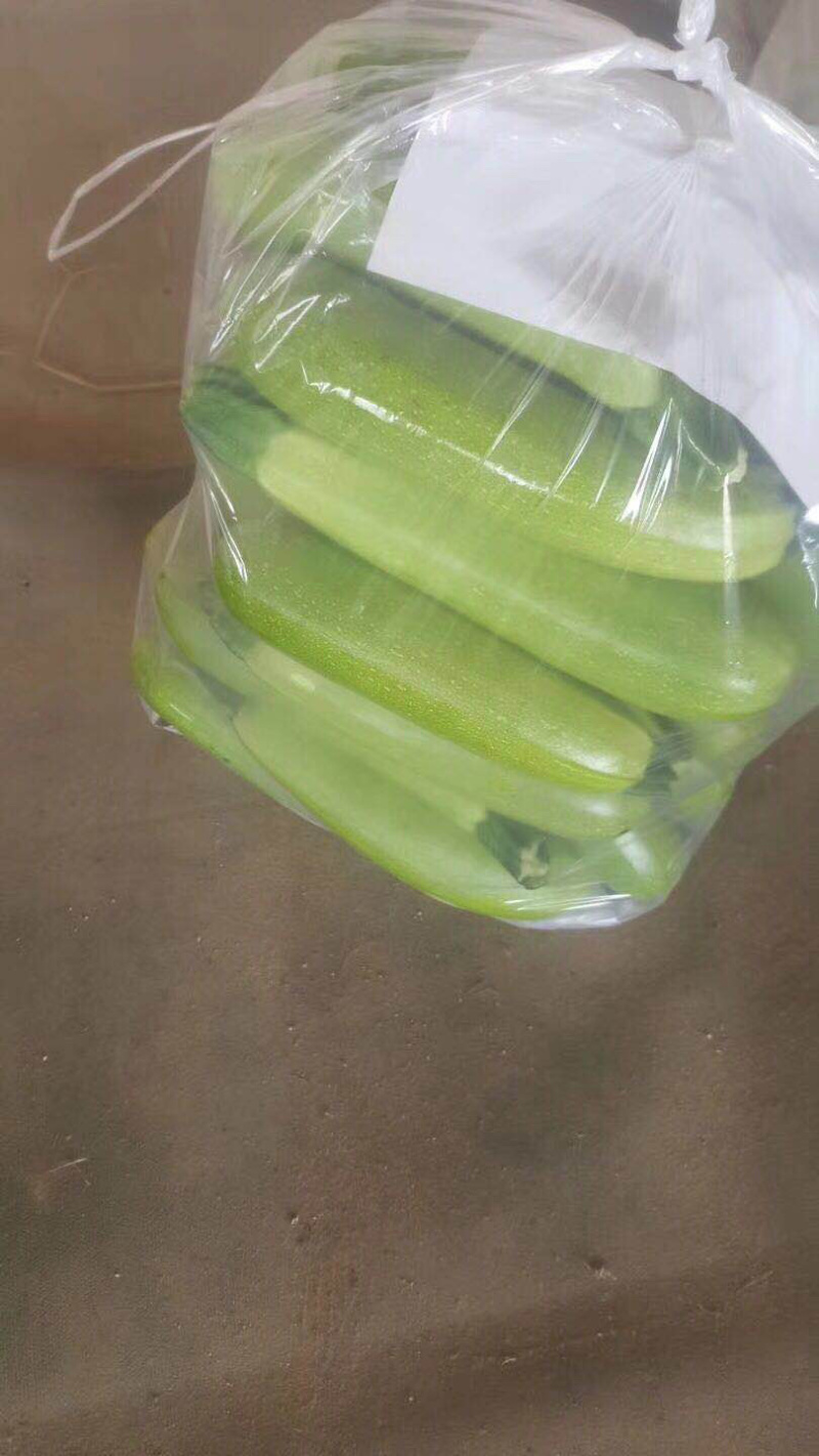 大量供应河北昌黎精品西葫芦产地直销欢迎选购