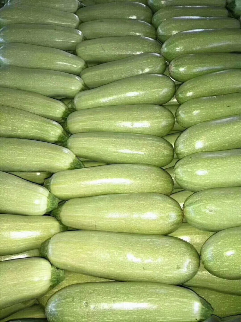 大量供应河北昌黎精品西葫芦产地直销欢迎选购