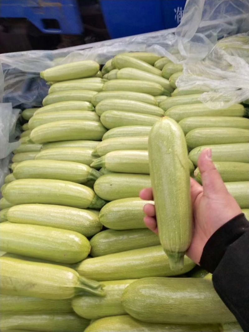 大量供应河北昌黎精品西葫芦产地直销欢迎选购