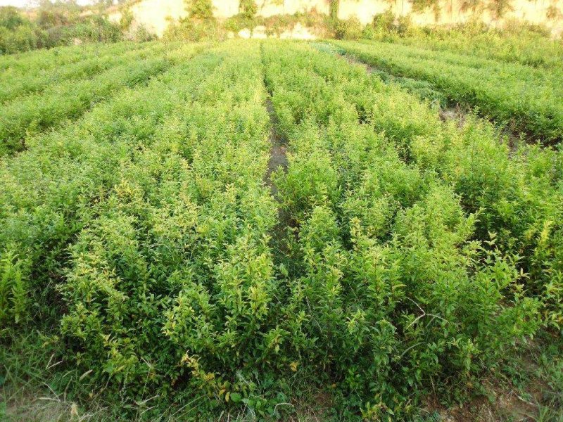 又大又红的石榴，带营养盆发货，阳台庭院门前都可以种植