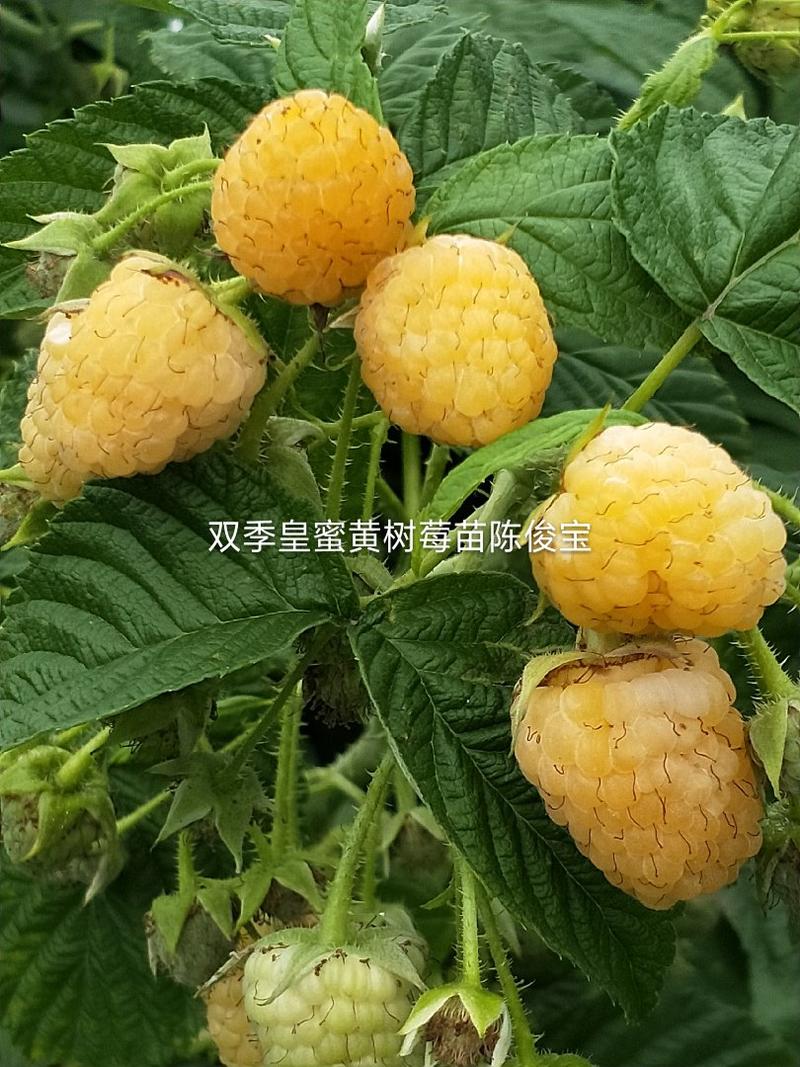 【精品】优质双季黄树莓苗当年栽苗当年挂果产量高口感好价格低