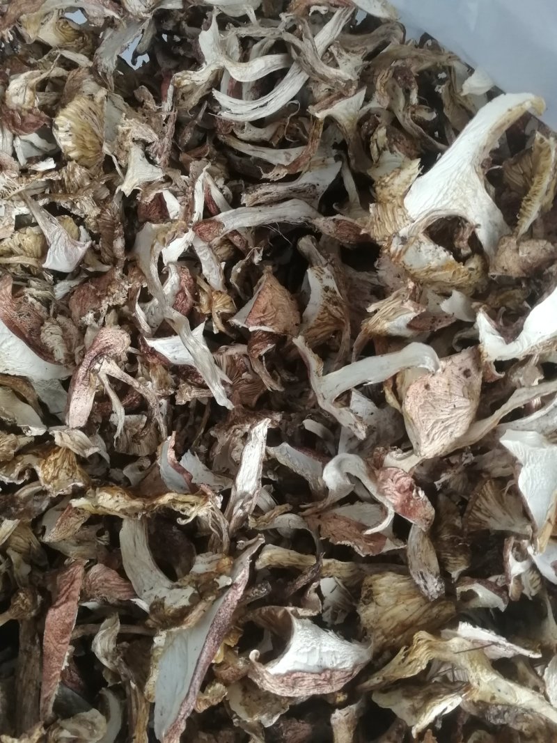 青杠菌