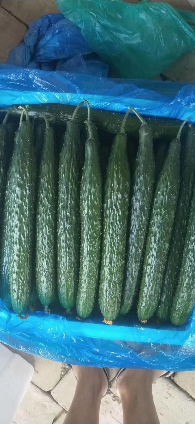 精品黄瓜，质量保证，价格合理