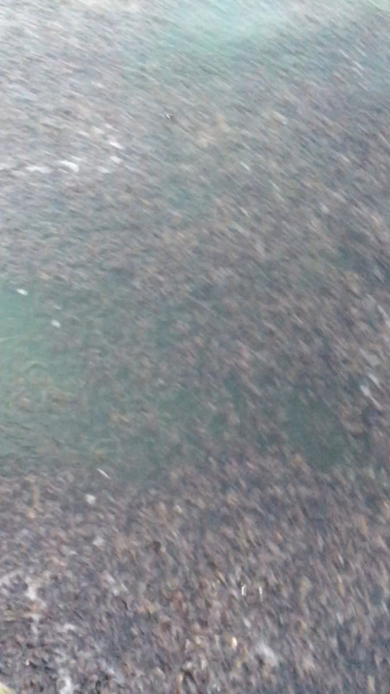 杂交黄颡鱼规格苗