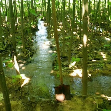 优质泡桐树苗