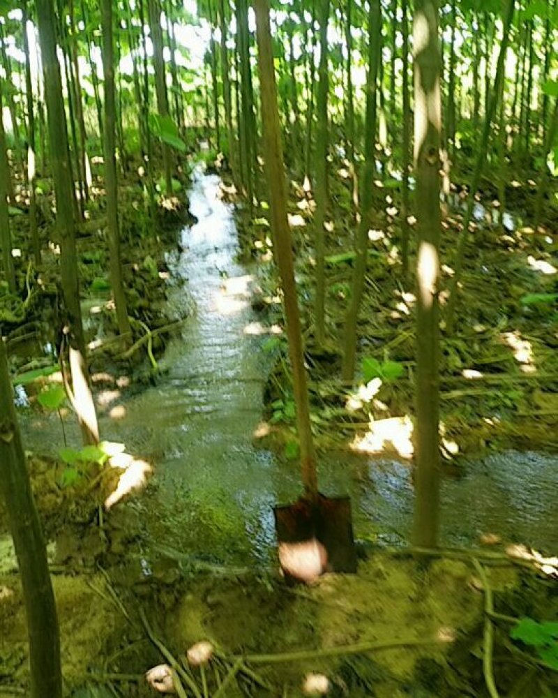 优质泡桐树苗