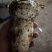 松茸