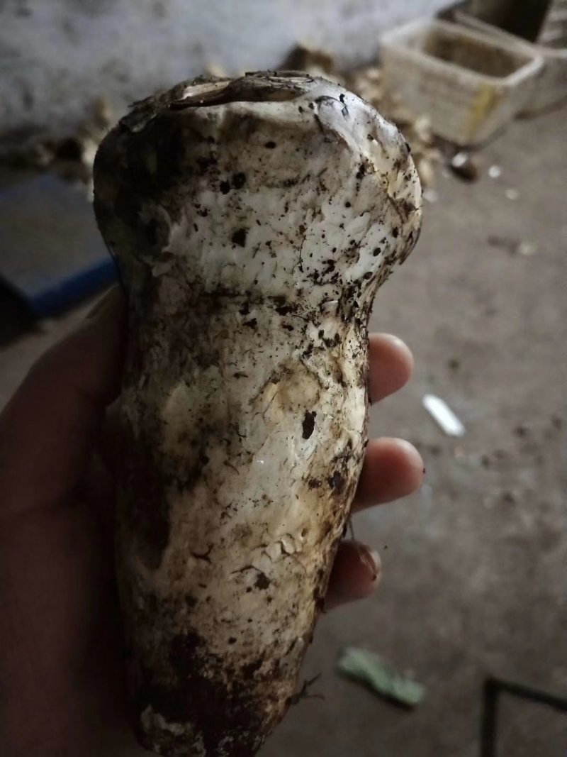 松茸