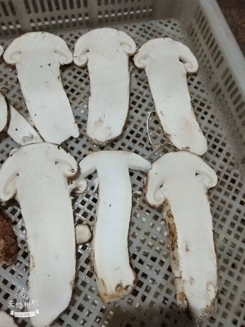 松茸