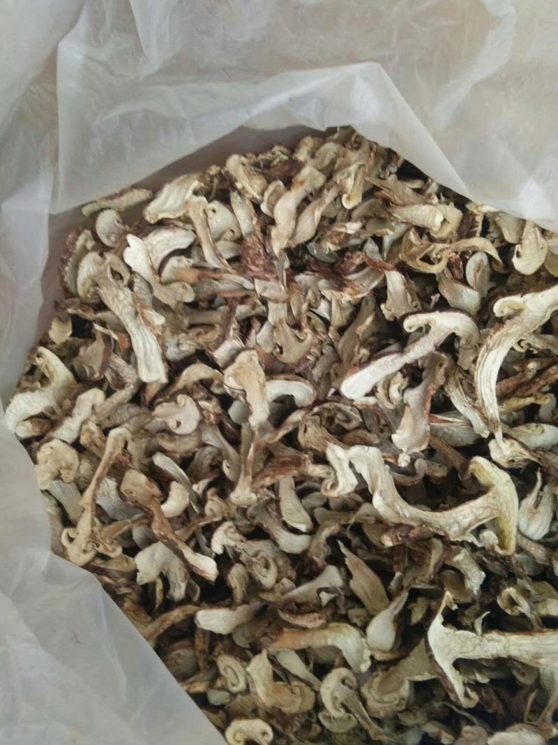 松茸