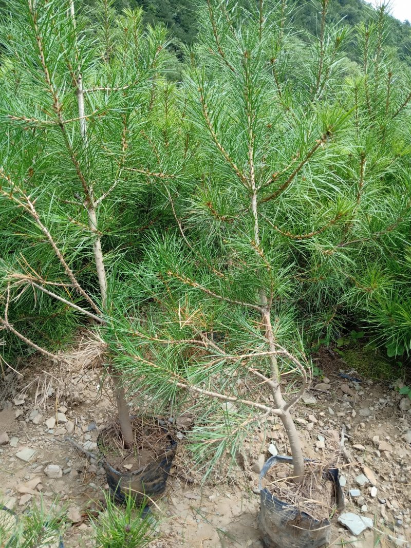优质白皮松大小杯齐全货真价实欢迎选购