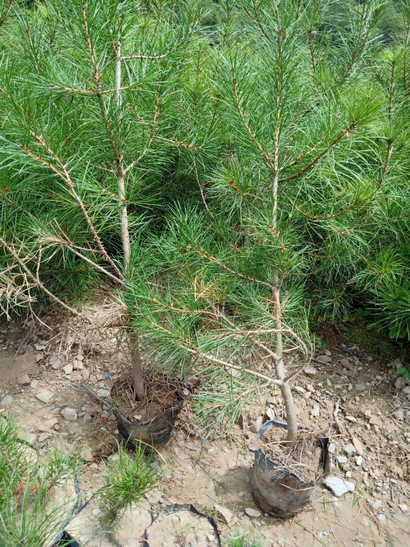 优质白皮松大小杯齐全货真价实欢迎选购