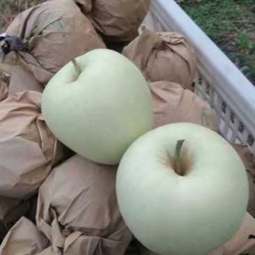 河南灵宝寺河山纸袋金冠口感，酸甜适中，商超品质，大量供应
