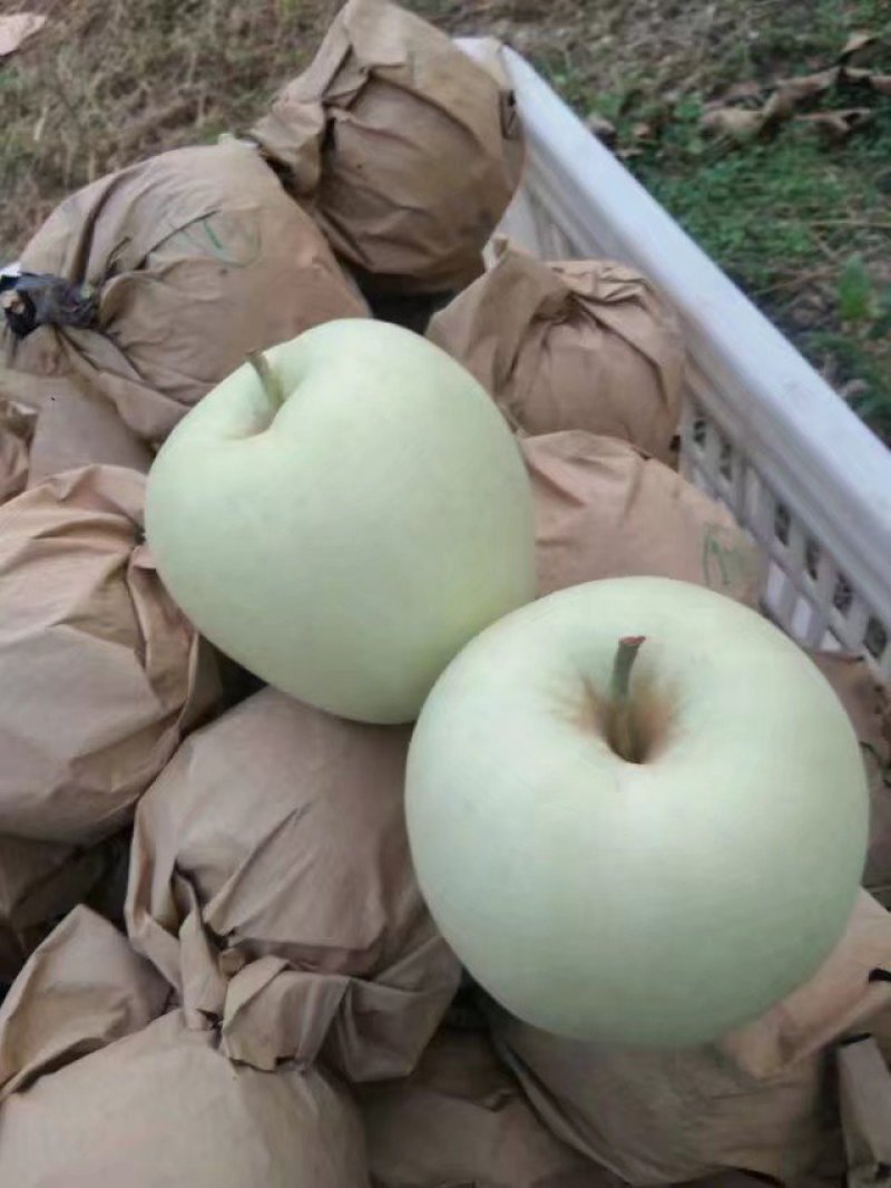 河南灵宝寺河山纸袋金冠口感，酸甜适中，商超品质，大量供应