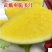 金露无籽西瓜种子黑皮黄瓤无籽皮薄糖度13度大瓜黄肉