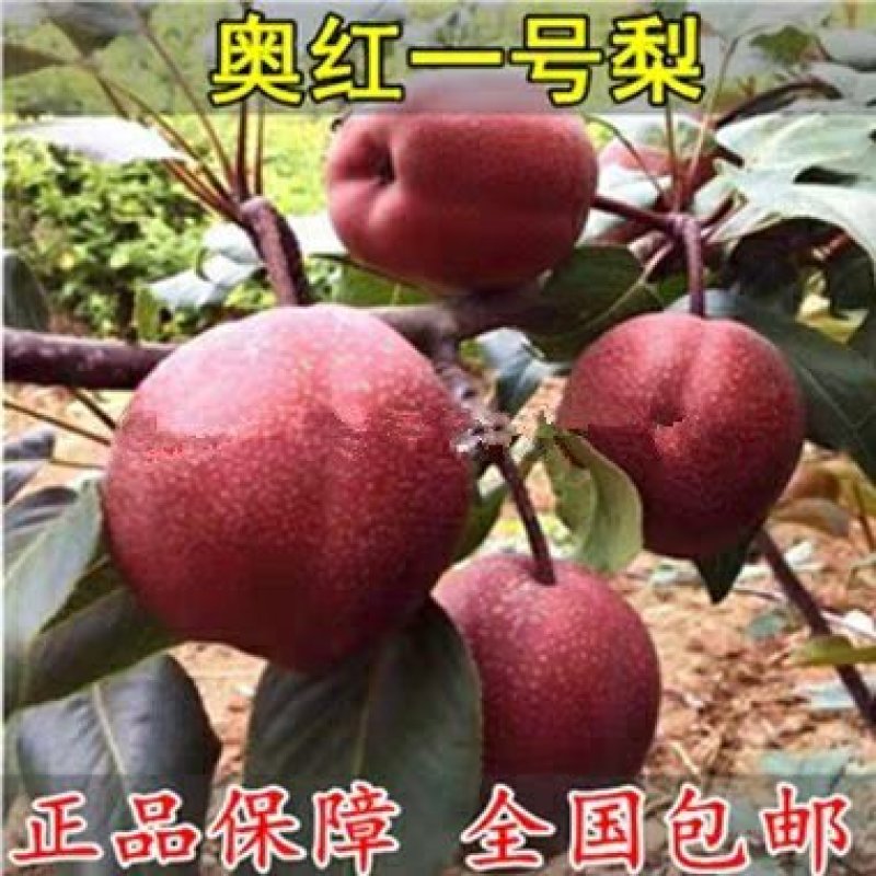 奥红一号，全红梨，酥脆无渣，甜度高，可规模种植