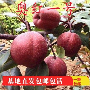 奥红一号,全红梨,酥脆无渣,甜度高,可规模种植