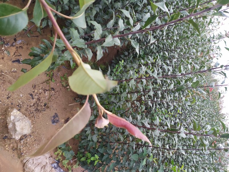 奥红一号，全红梨，酥脆无渣，甜度高，可规模种植