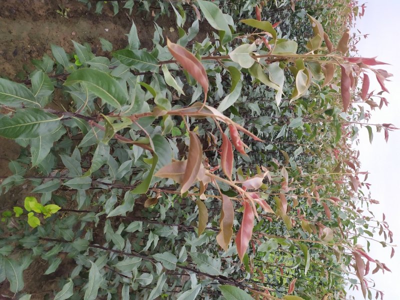 奥红一号，全红梨，酥脆无渣，甜度高，可规模种植