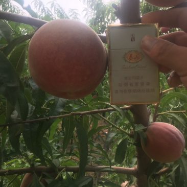 蜜桃全红蜜