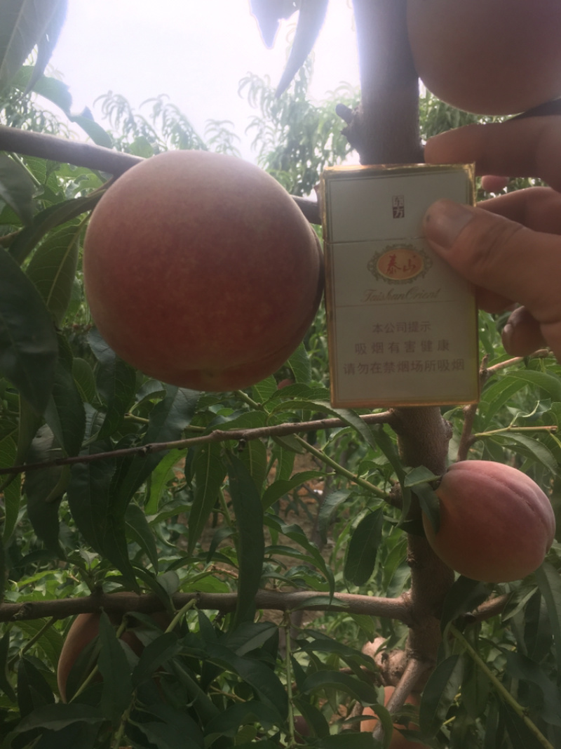 蜜桃全红蜜