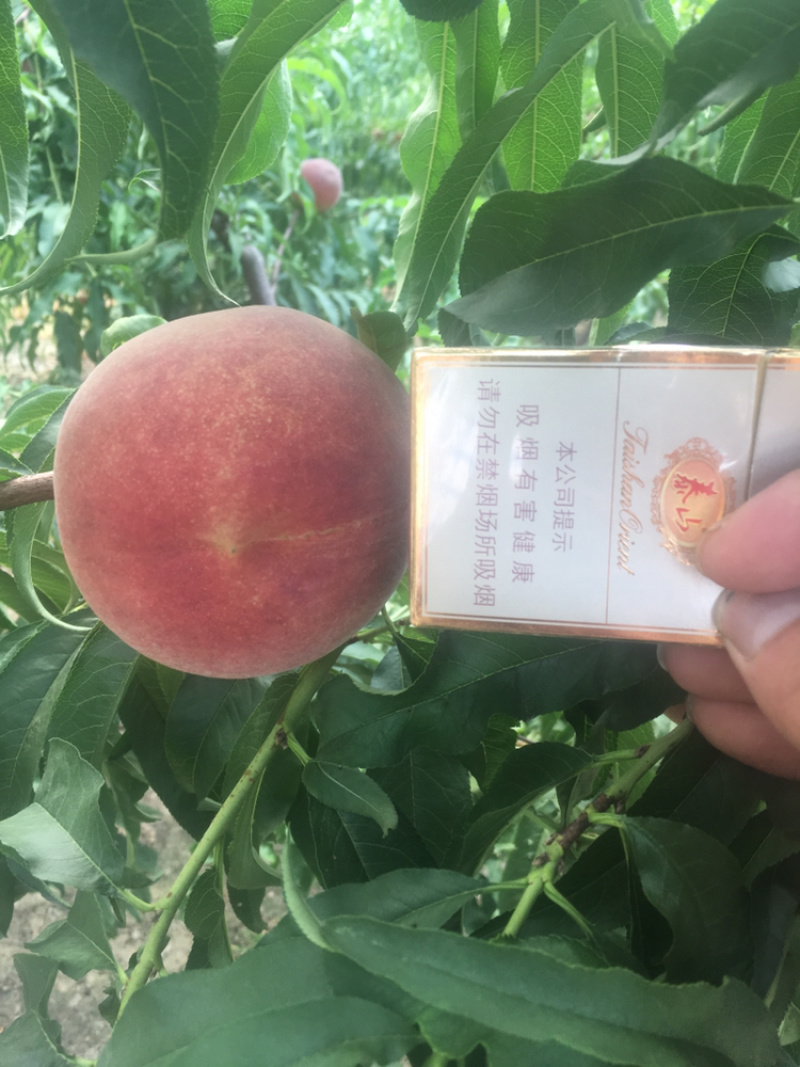 蜜桃全红蜜