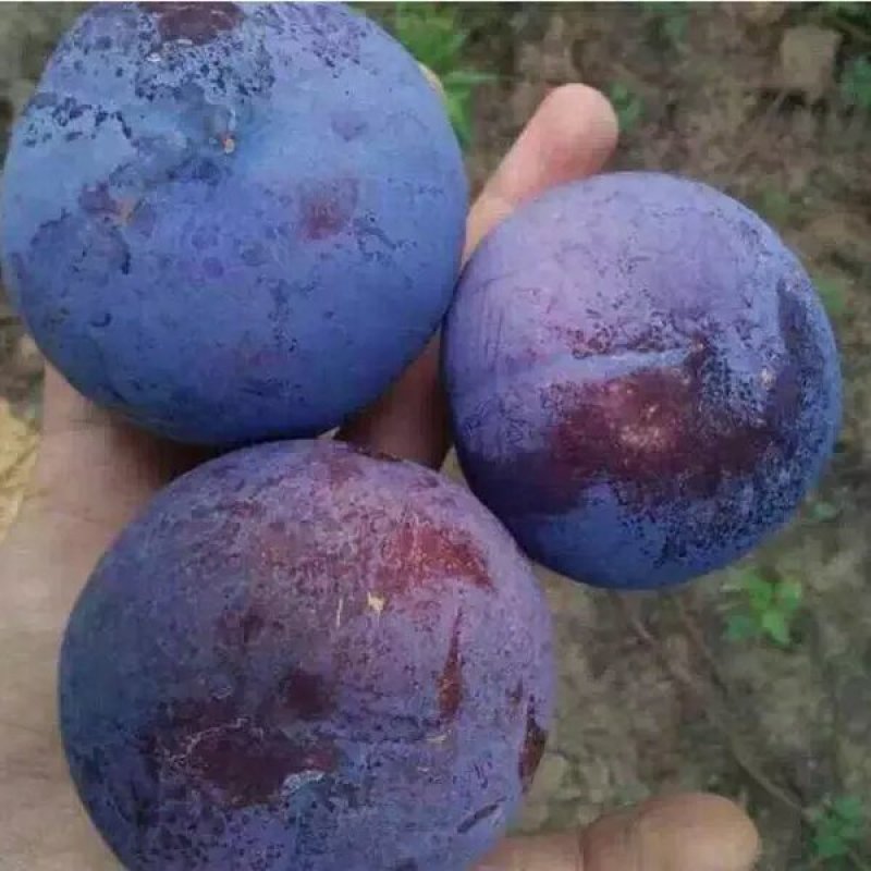 黑巨王李，个头大，脆甜多汁，基地直发，保证品种
