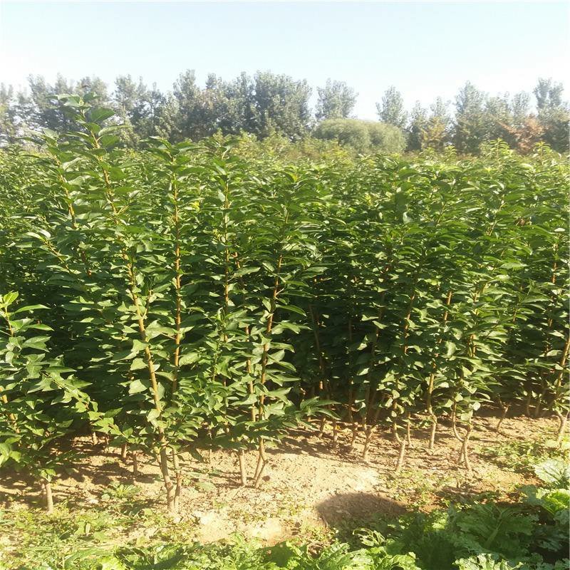 黑巨王李，个头大，脆甜多汁，基地直发，保证品种