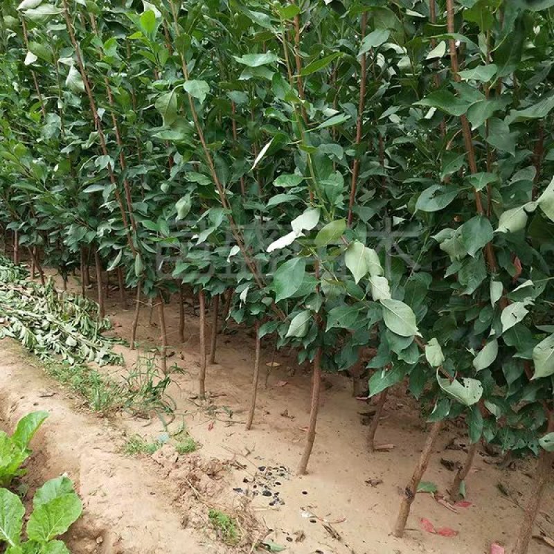 黑巨王李，个头大，脆甜多汁，基地直发，保证品种