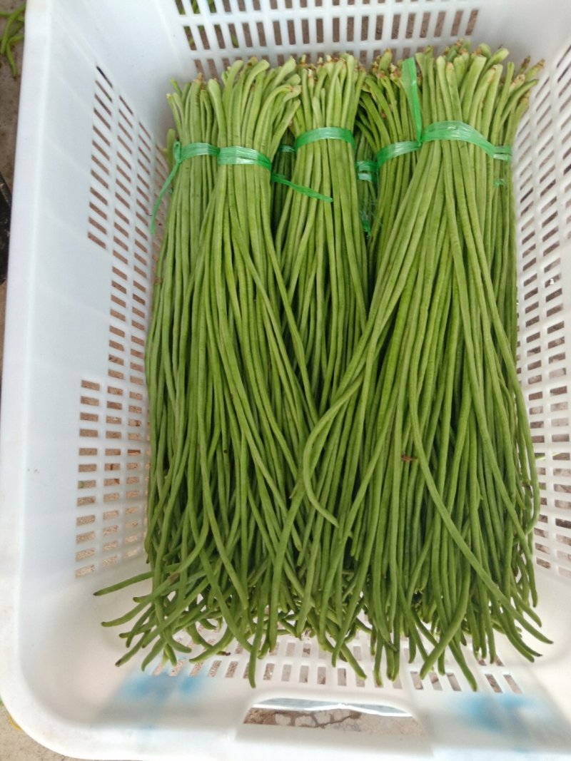 元谋精品豇豆大量上市供应