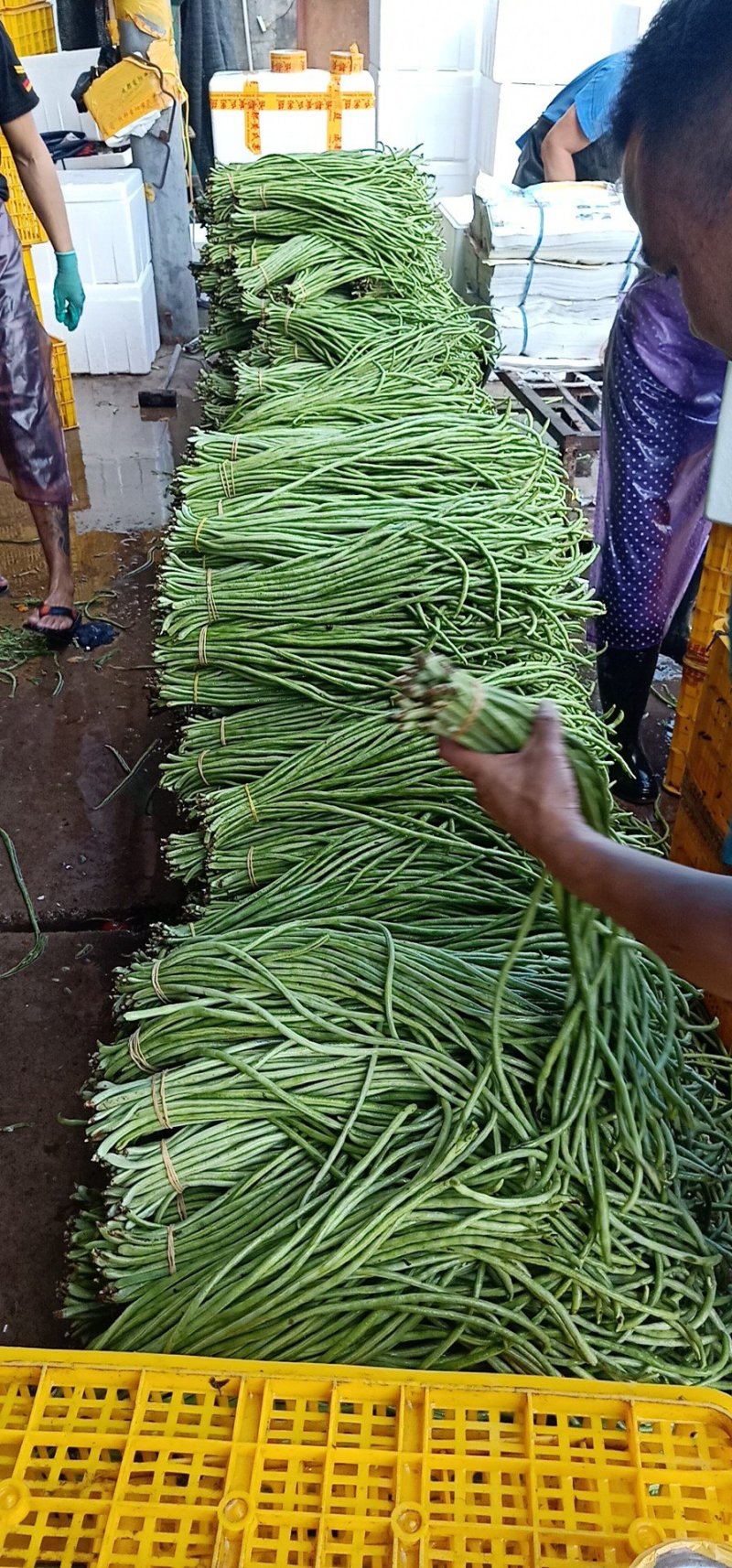 元谋精品豇豆大量上市供应