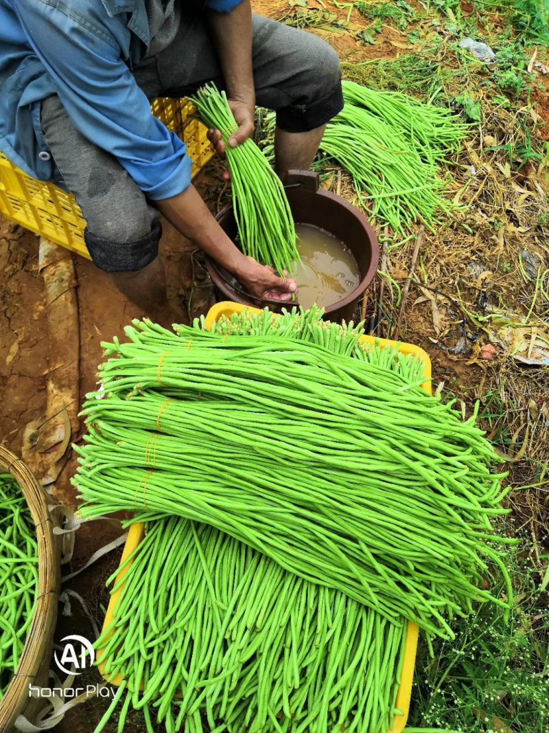 元谋精品豇豆大量上市供应