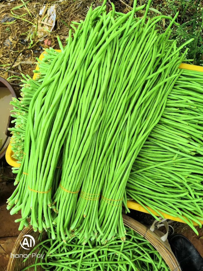 元谋精品豇豆大量上市供应