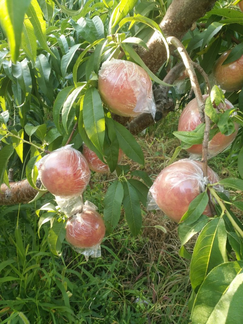 秦王毛桃，超红毛桃供应各大平台商超，发往全国