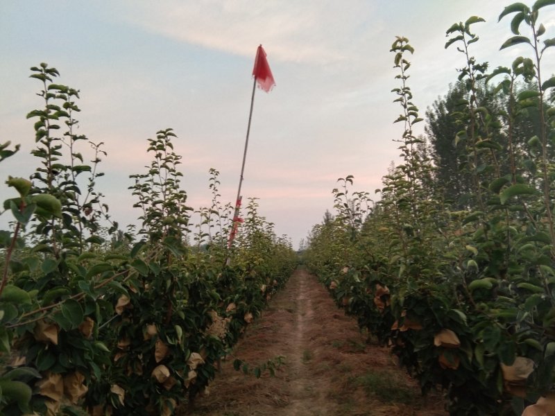 晚秋黄梨