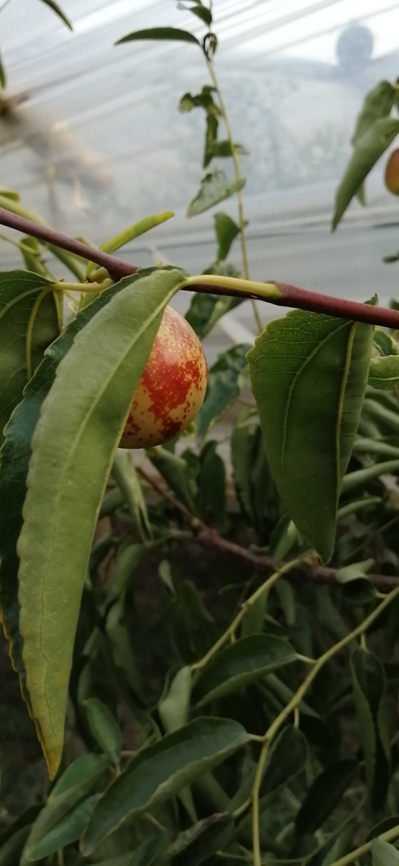 陕西大荔冬枣