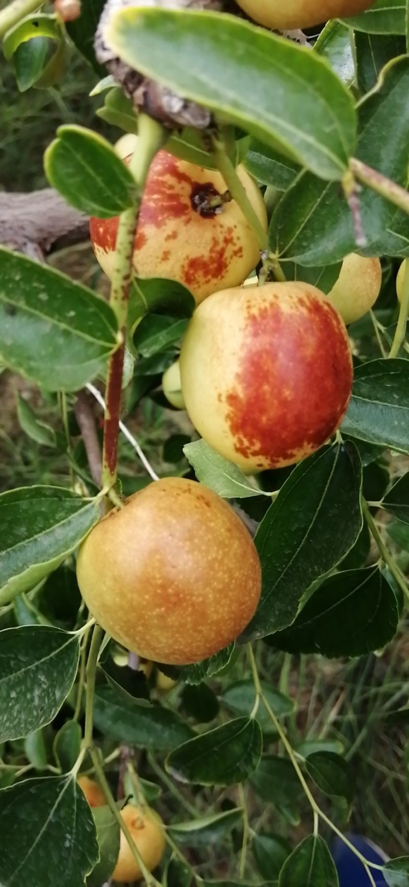 陕西大荔冬枣