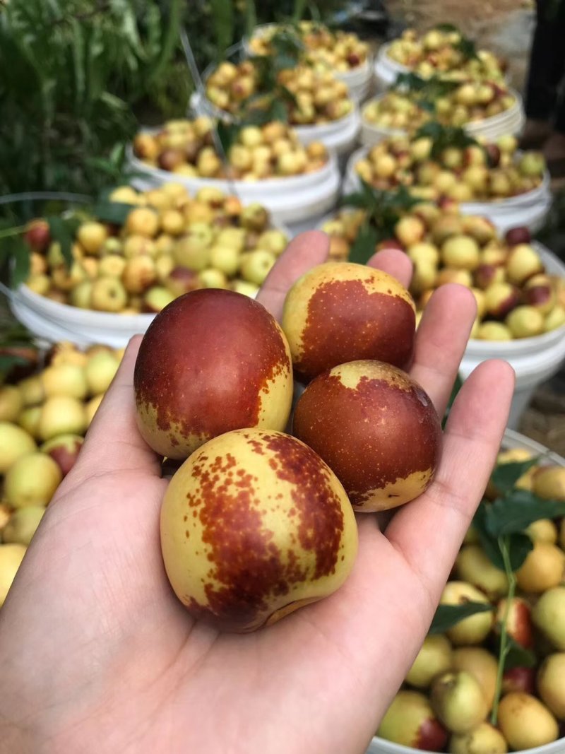 陕西大荔冬枣