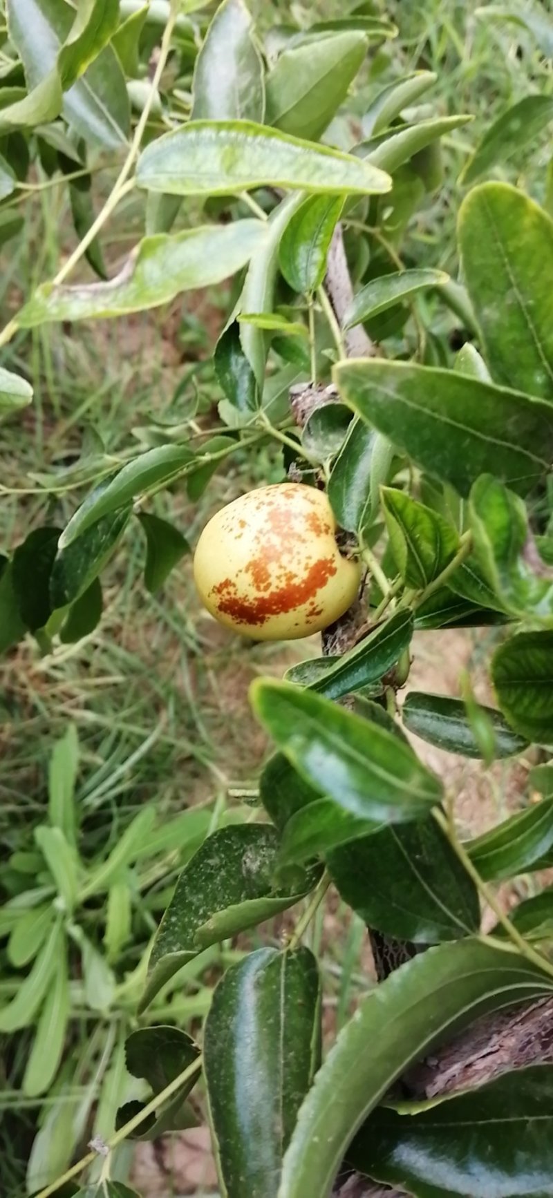 陕西大荔冬枣