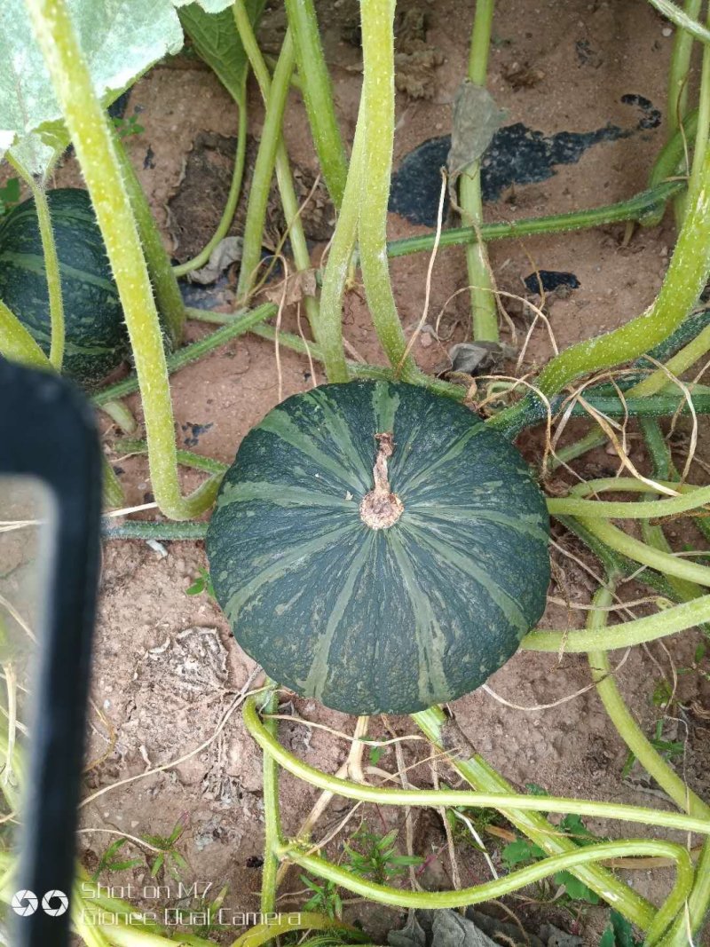 辽宁锦州凌海南瓜产地直接供应，货源充足，质量好，全国代发