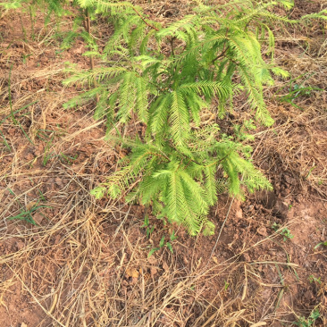 落羽杉